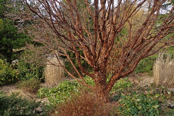 Paperbark Maple